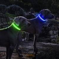 Collar led recargable 🐶 Tu bebe siempre seguro