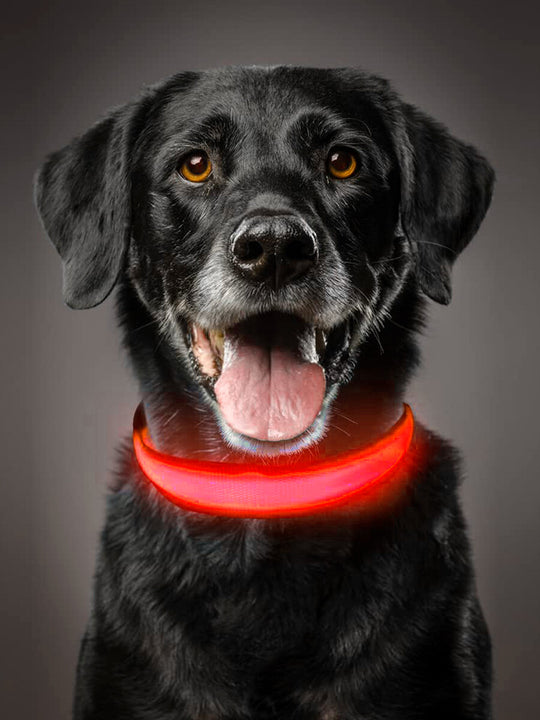 Collar led recargable 🐶 Tu bebe siempre seguro